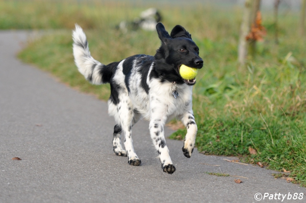 Stabyhoun.nl Stabyhoun.nl