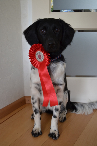 Stabyhoun.nl Stabyhoun.nl