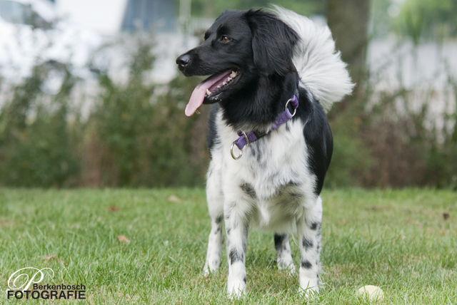 Stabyhoun.nl Stabyhoun.nl