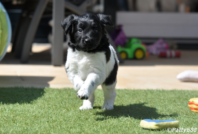 Stabyhoun.nl Stabyhoun.nl