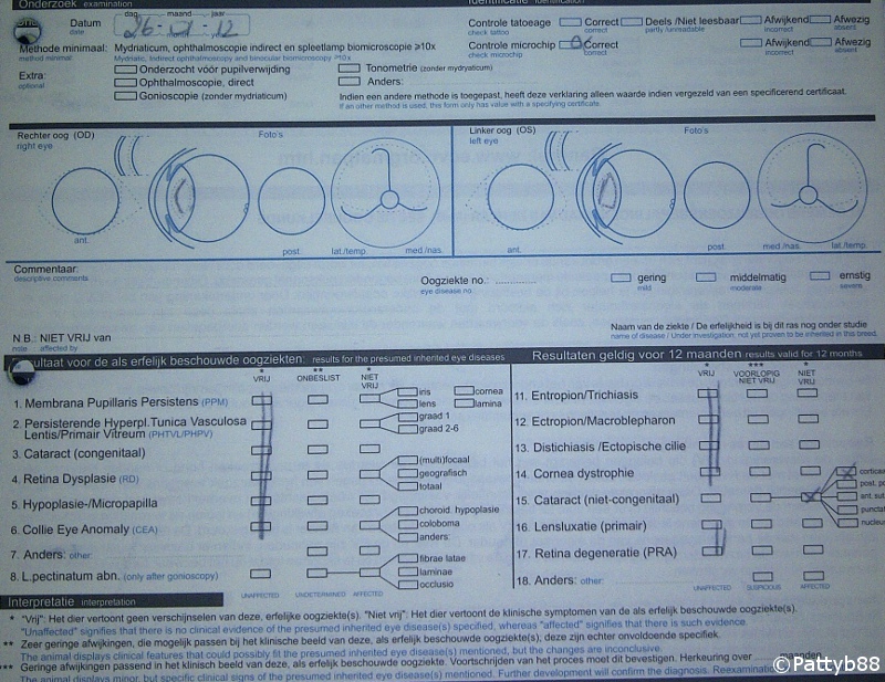 Stabyhoun.nl Stabyhoun.nl