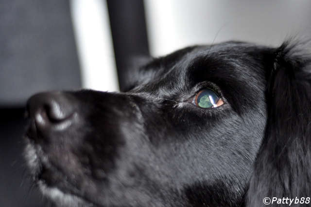 Stabyhoun.nl Stabyhoun.nl