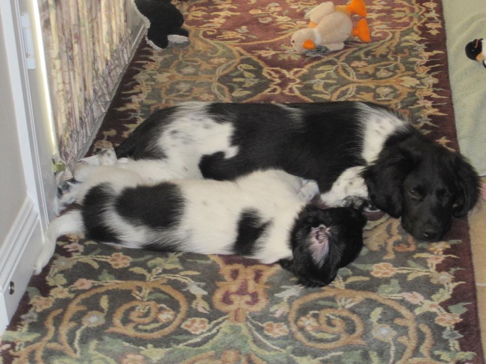 Stabyhoun.nl Stabyhoun.nl