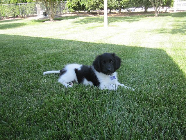 Stabyhoun.nl Stabyhoun.nl