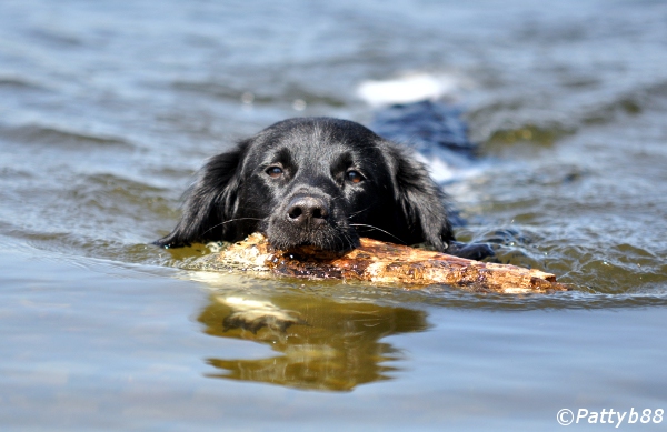 Stabyhoun.nl Stabyhoun.nl