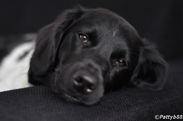 Stabyhoun.nl Stabyhoun.nl