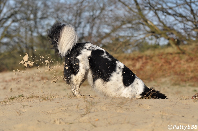 Stabyhoun.nl Stabyhoun.nl
