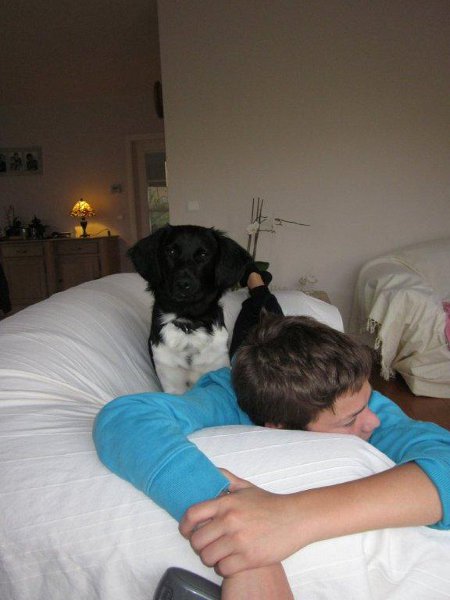 Stabyhoun.nl Stabyhoun.nl