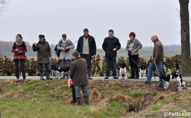 Stabyhoun.nl Stabyhoun.nl