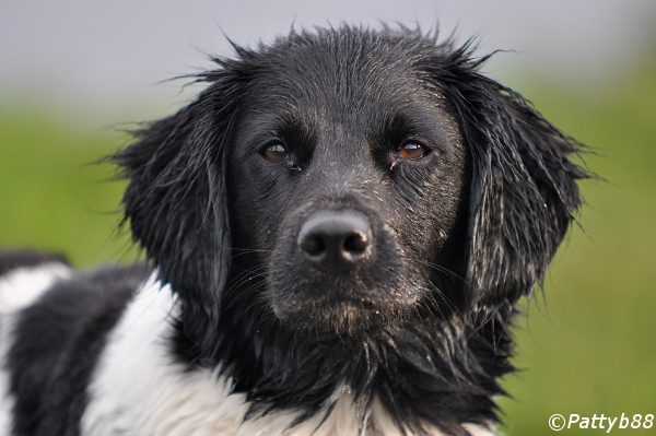 Stabyhoun.nl Stabyhoun.nl