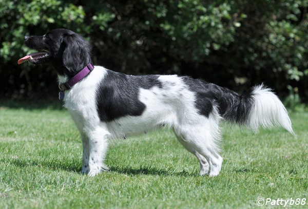 Stabyhoun.nl Stabyhoun.nl