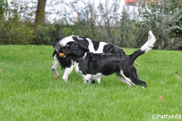 Stabyhoun.nl Stabyhoun.nl