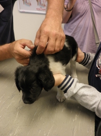 Stabyhoun.nl Stabyhoun.nl