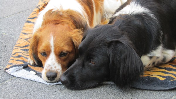 Stabyhoun.nl Stabyhoun.nl