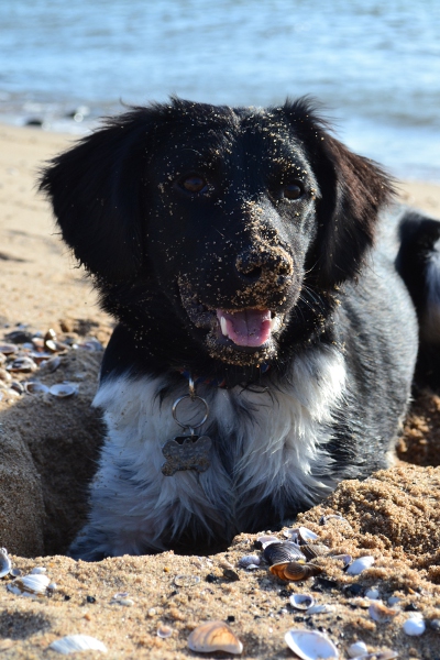 Stabyhoun.nl Stabyhoun.nl