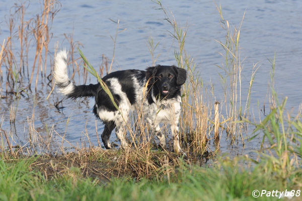 Stabyhoun.nl Stabyhoun.nl