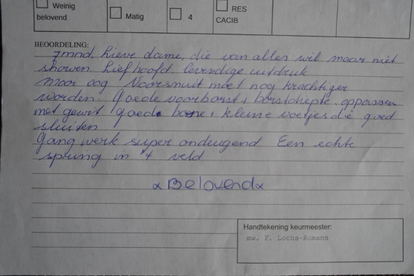 Stabyhoun.nl Stabyhoun.nl