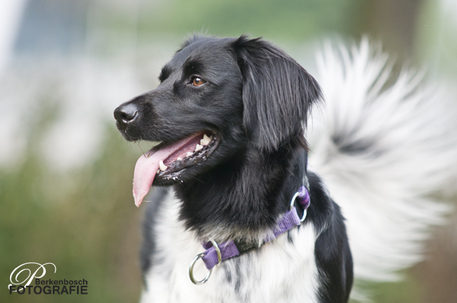 Stabyhoun.nl Stabyhoun.nl