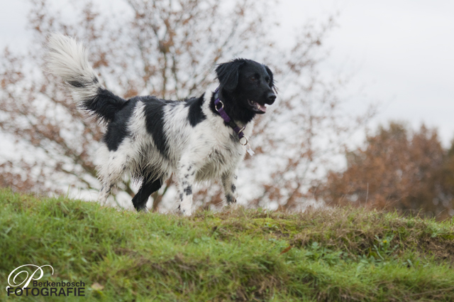 Stabyhoun.nl Stabyhoun.nl