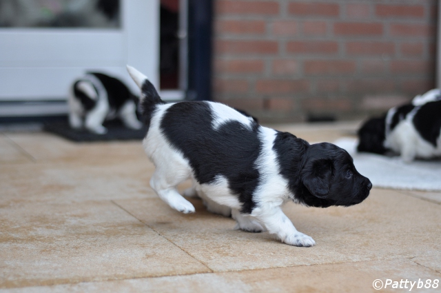 Stabyhoun.nl Stabyhoun.nl