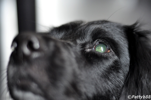 Stabyhoun.nl Stabyhoun.nl