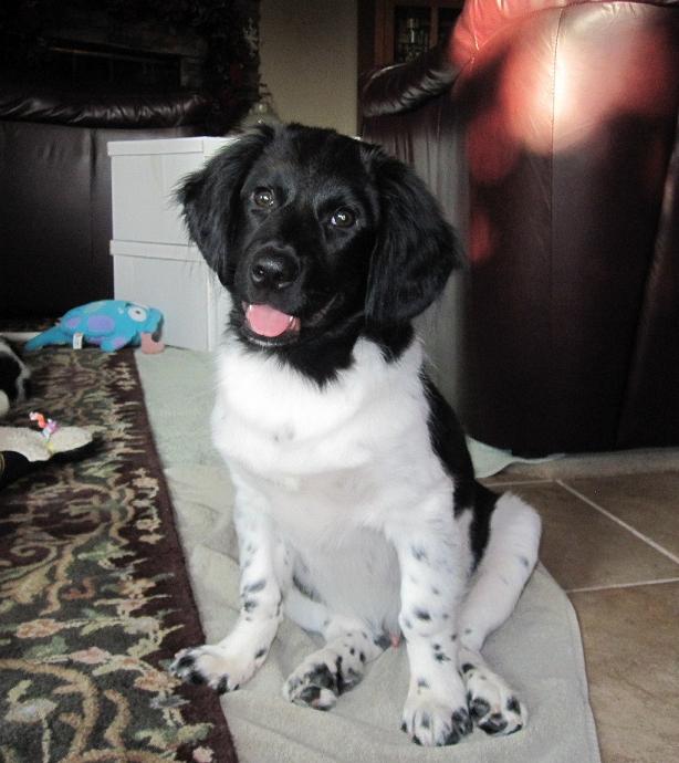 Stabyhoun.nl Stabyhoun.nl