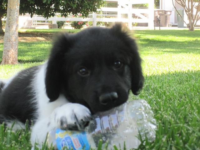 Stabyhoun.nl Stabyhoun.nl