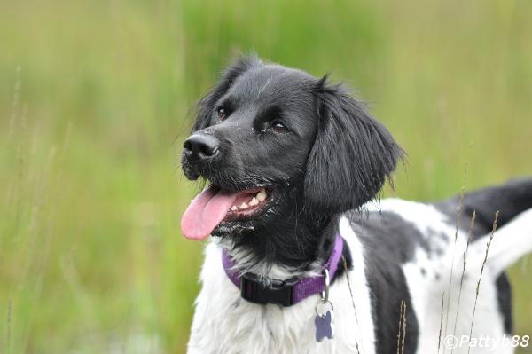 Stabyhoun.nl Stabyhoun.nl