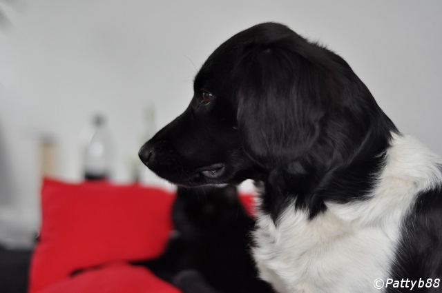 Stabyhoun.nl Stabyhoun.nl