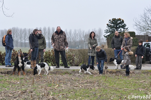 Stabyhoun.nl Stabyhoun.nl