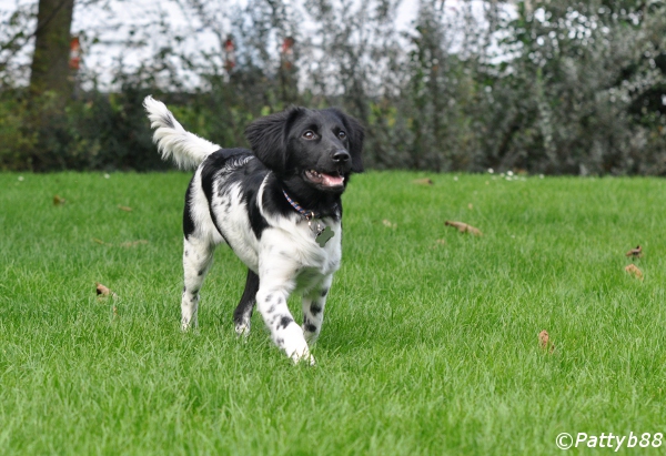 Stabyhoun.nl Stabyhoun.nl