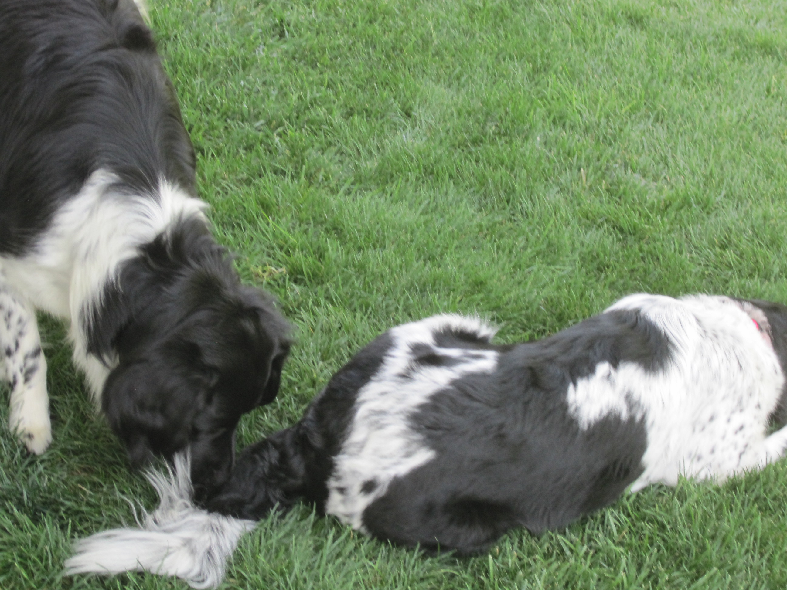 Stabyhoun.nl Stabyhoun.nl