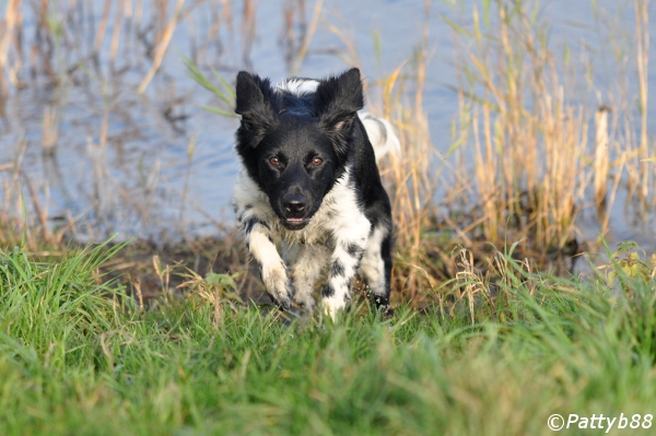 Stabyhoun.nl Stabyhoun.nl