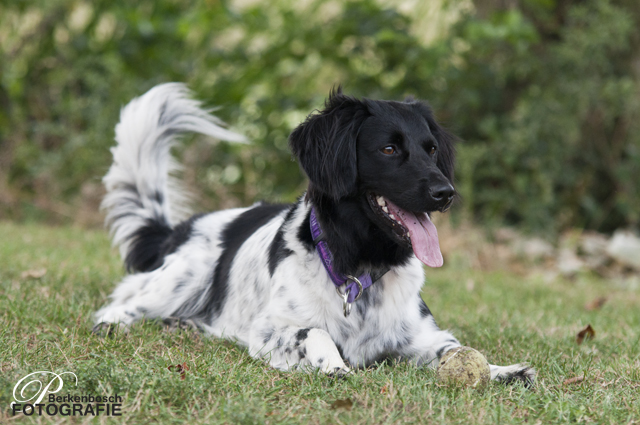 Stabyhoun.nl Stabyhoun.nl