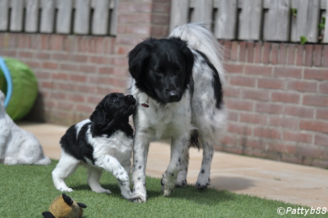 Stabyhoun.nl Stabyhoun.nl