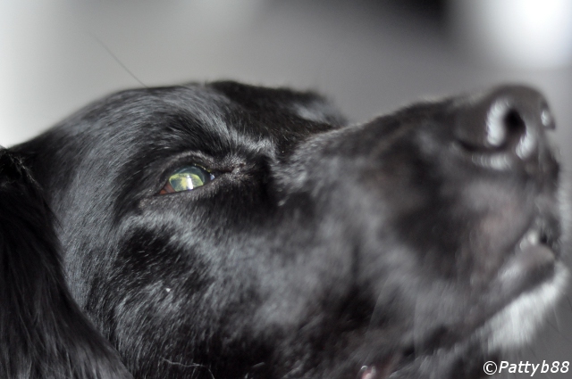 Stabyhoun.nl Stabyhoun.nl