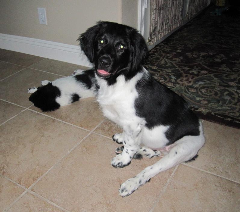 Stabyhoun.nl Stabyhoun.nl