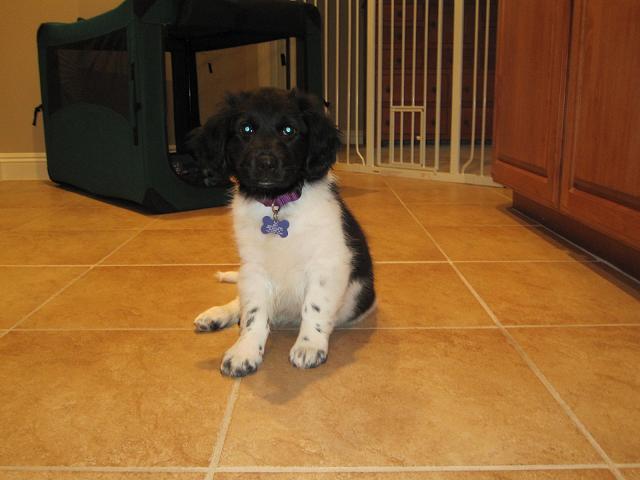 Stabyhoun.nl Stabyhoun.nl