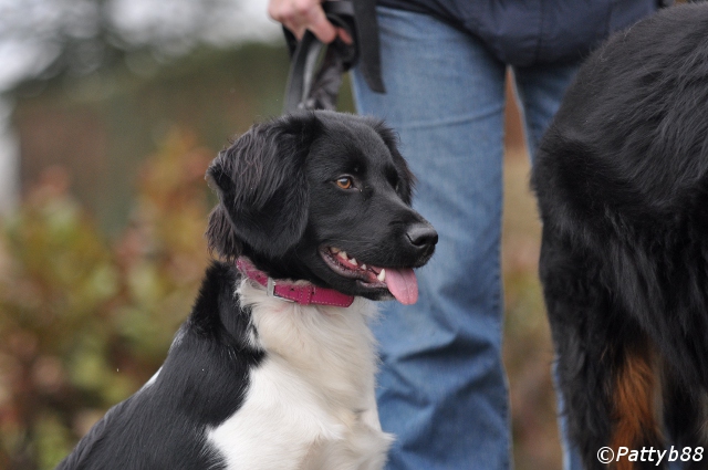 Stabyhoun.nl Stabyhoun.nl