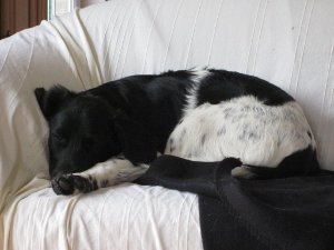 Stabyhoun.nl Stabyhoun.nl