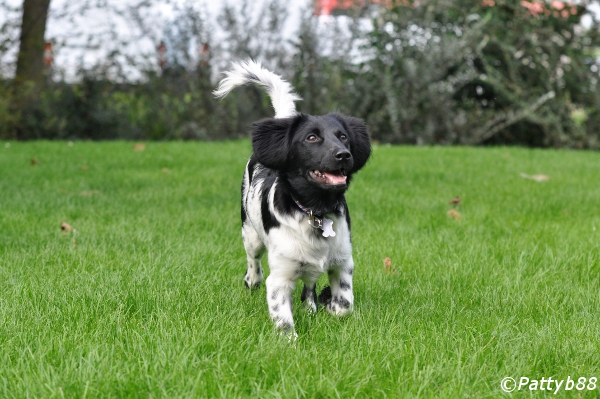 Stabyhoun.nl Stabyhoun.nl