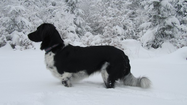 Stabyhoun.nl Stabyhoun.nl