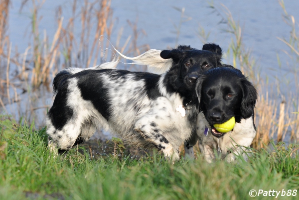 Stabyhoun.nl Stabyhoun.nl