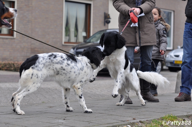 Stabyhoun.nl Stabyhoun.nl