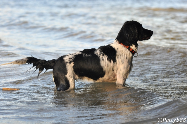 Stabyhoun.nl Stabyhoun.nl