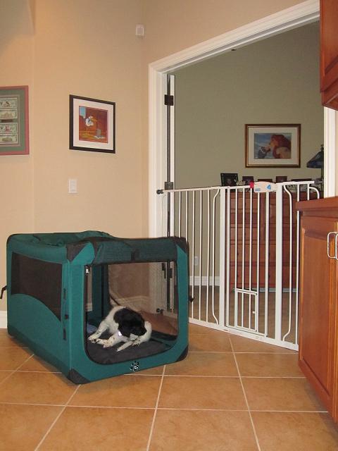 Stabyhoun.nl Stabyhoun.nl