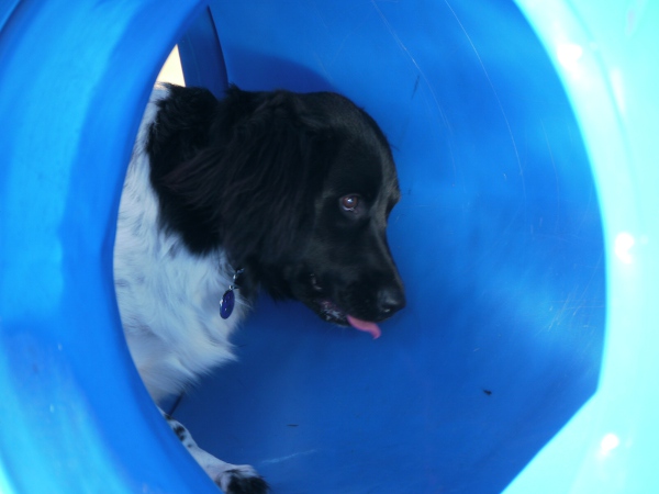 Stabyhoun.nl Stabyhoun.nl