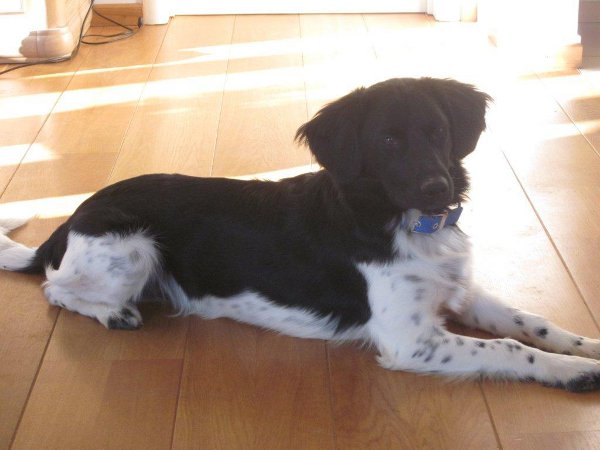 Stabyhoun.nl Stabyhoun.nl