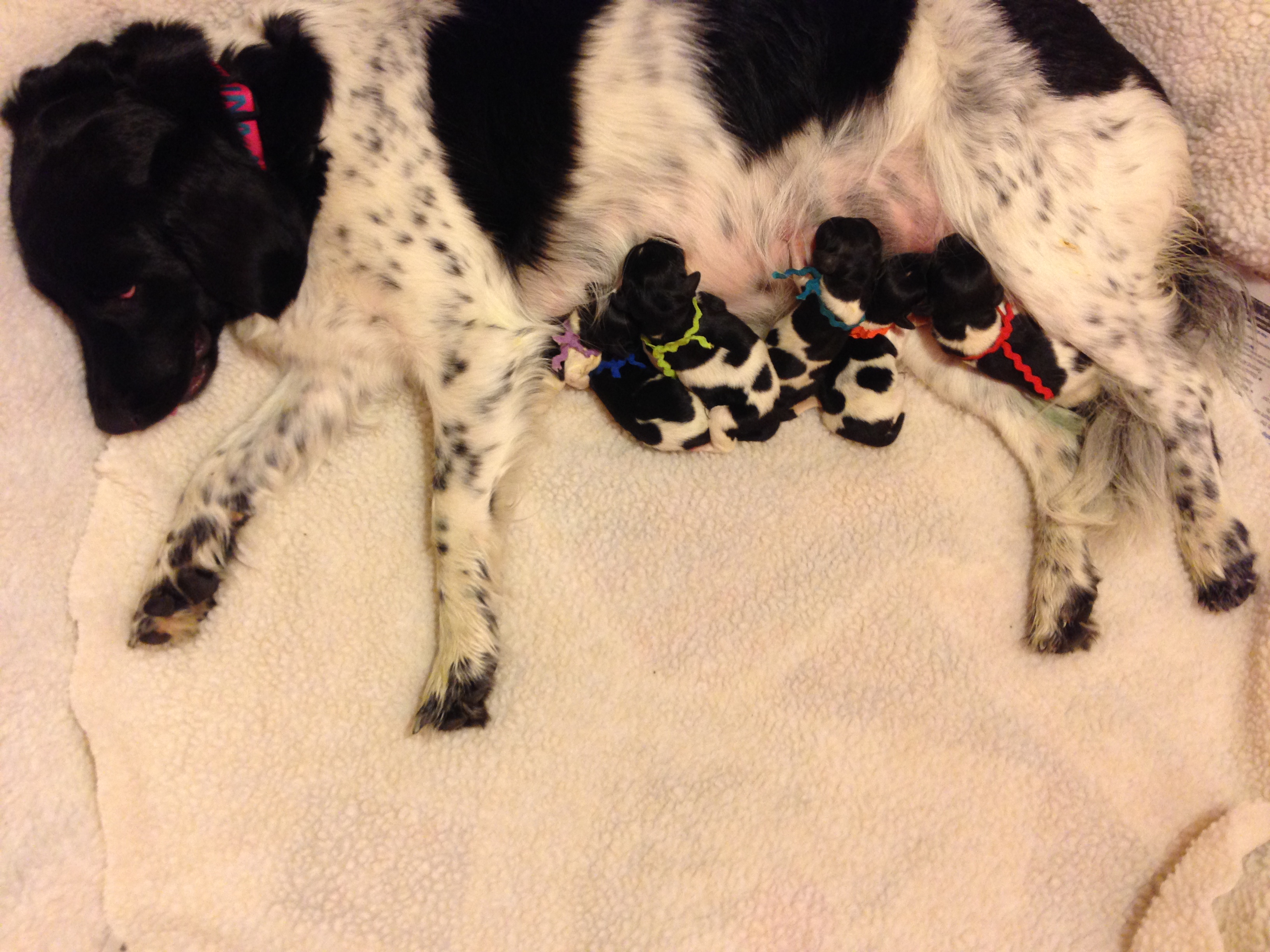 Stabyhoun.nl Stabyhoun.nl