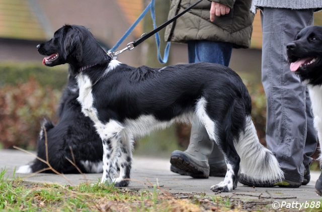 Stabyhoun.nl Stabyhoun.nl